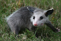Virginia Opossum 