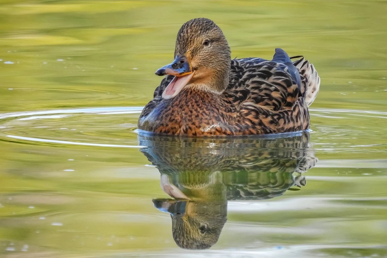 Happy female Mallard duck