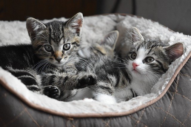 kittens in a pet bed