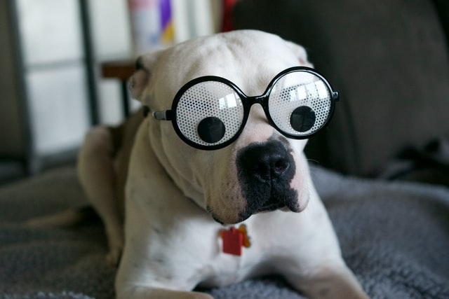 A white dog with big round glasses that look like large googly eyes. 
