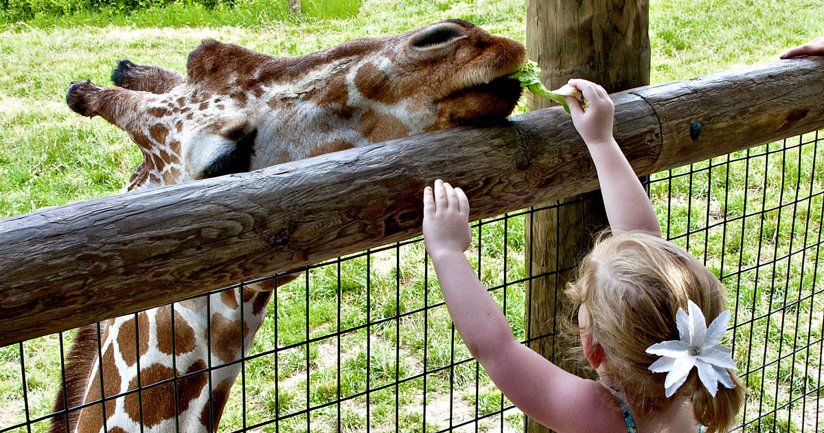 Child feeding giraffe at zoo