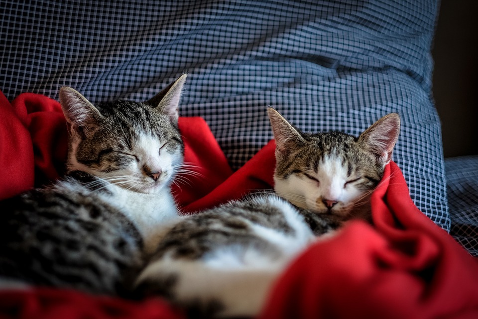 Cats sleeping on a blanket