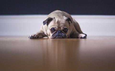 Grumpy pug