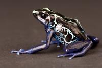 Poison dart frog