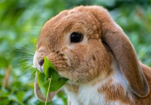 Rabbit eating clover