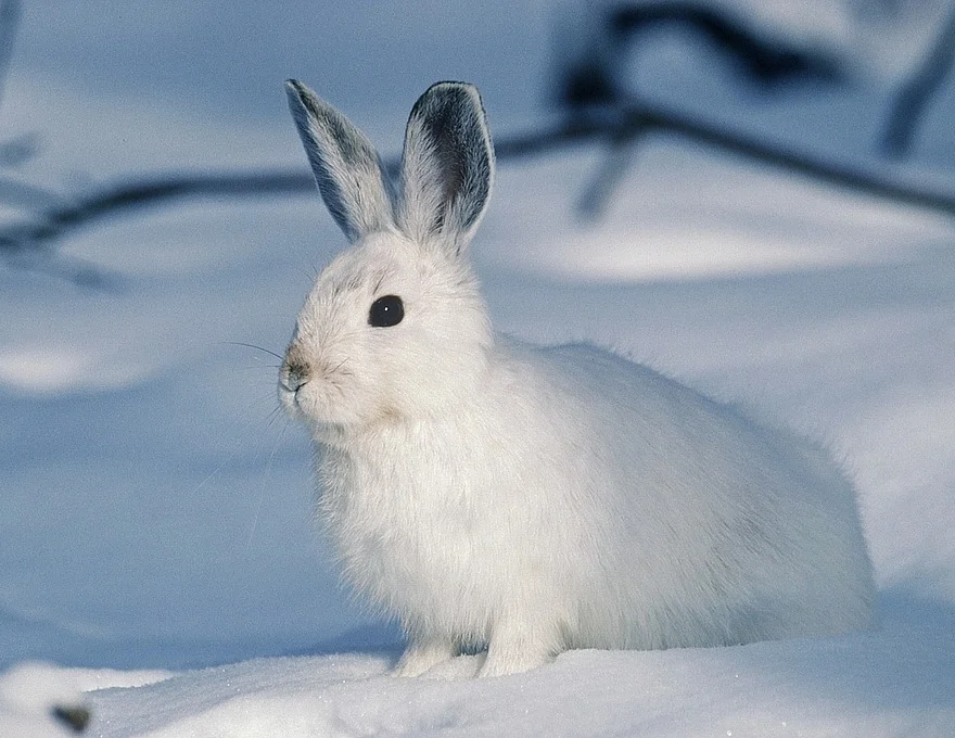 White rabbit in the snow